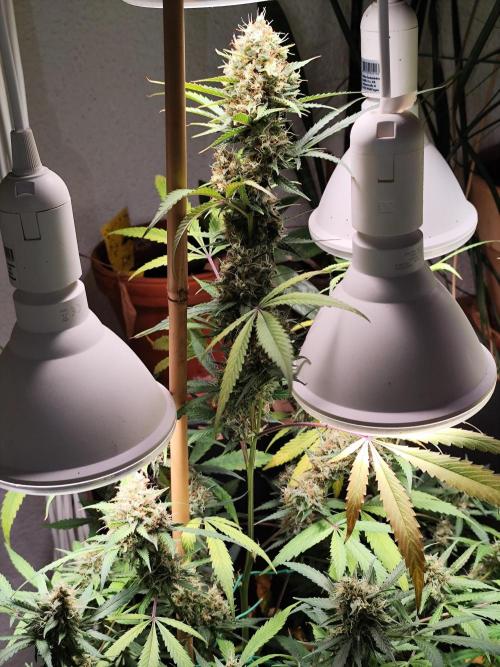 Rainbow Sherbet Automatic von Zamnesia. Week 11