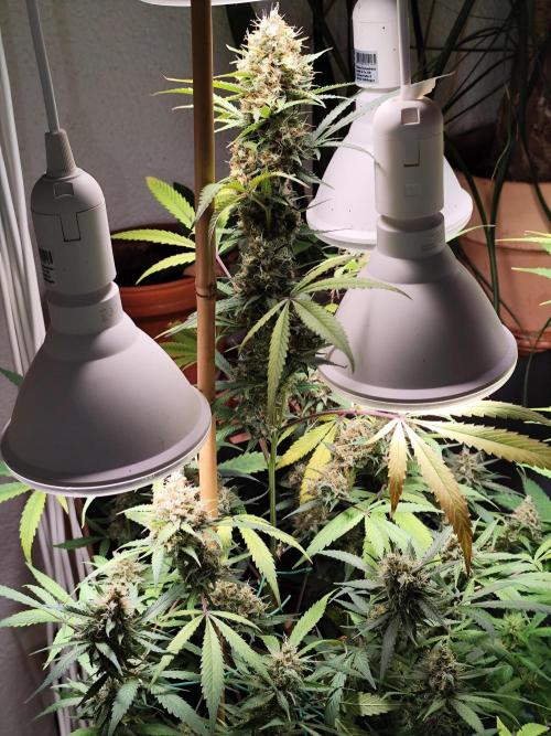 Rainbow Sherbet Automatic von Zamnesia. Week 11