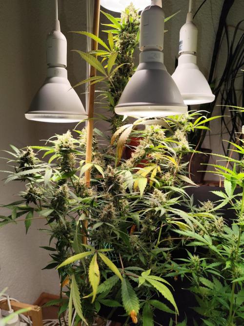 Rainbow Sherbet Automatic von Zamnesia. Week 11