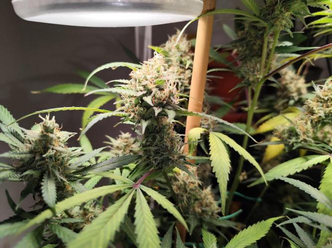 Rainbow Sherbet Automatic von Zamnesia. Week 11