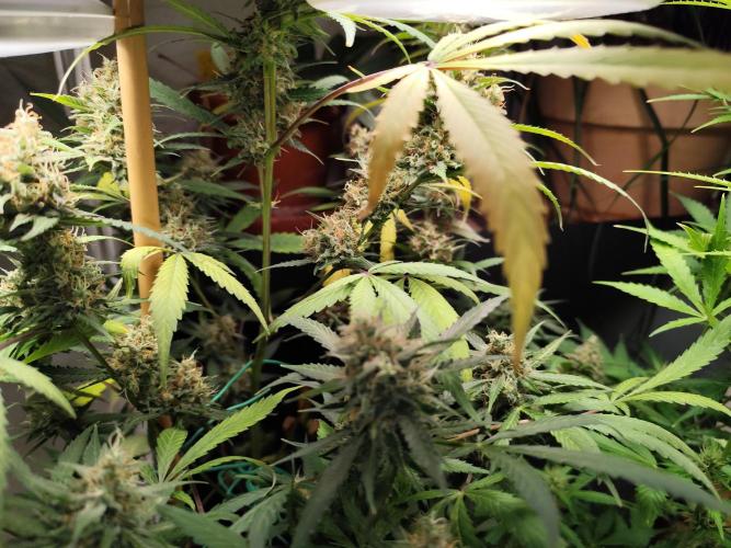 Rainbow Sherbet Automatic von Zamnesia. Week 11