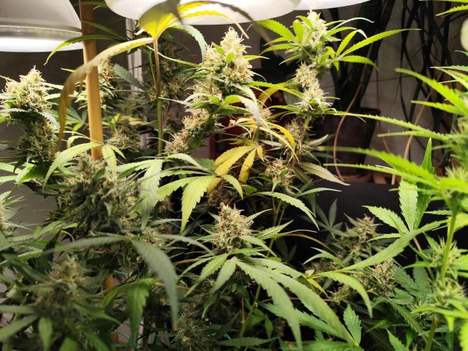 Rainbow Sherbet Automatic von Zamnesia. Week 11