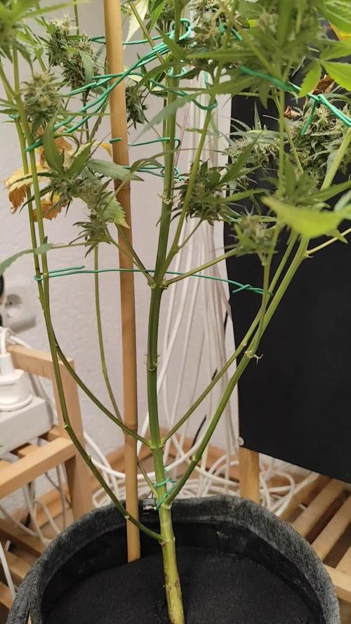 Rainbow Sherbet Automatic von Zamnesia