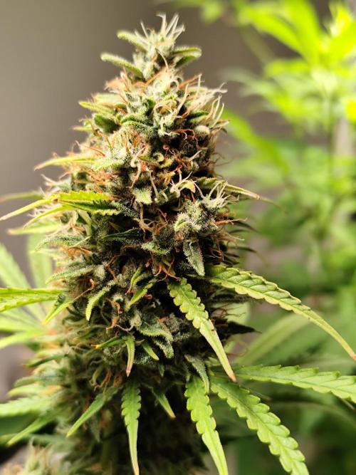 Black Runtz Automatic von Zamnesia seeds. Week 11 - Tag 80