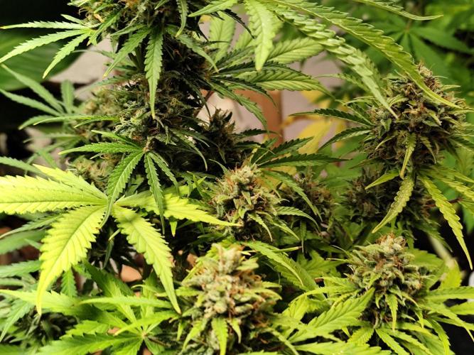 Black Runtz Automatic von Zamnesia seeds. Week 11