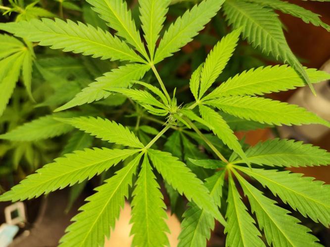 Membrana Hyper Autofem von VIP Seeds. Week 11 - Tag 79