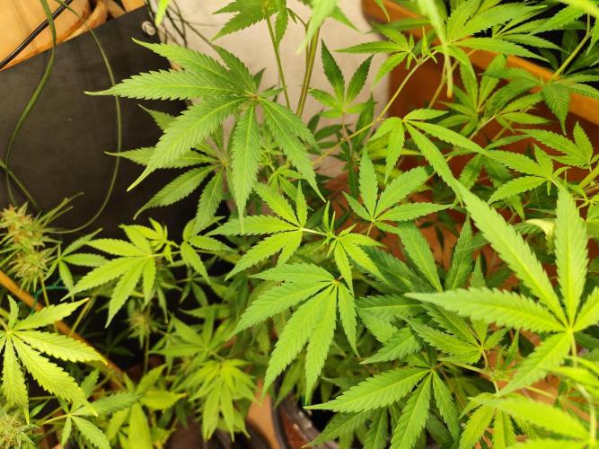 Membrana Hyper Autofem von VIP Seeds. Week 11