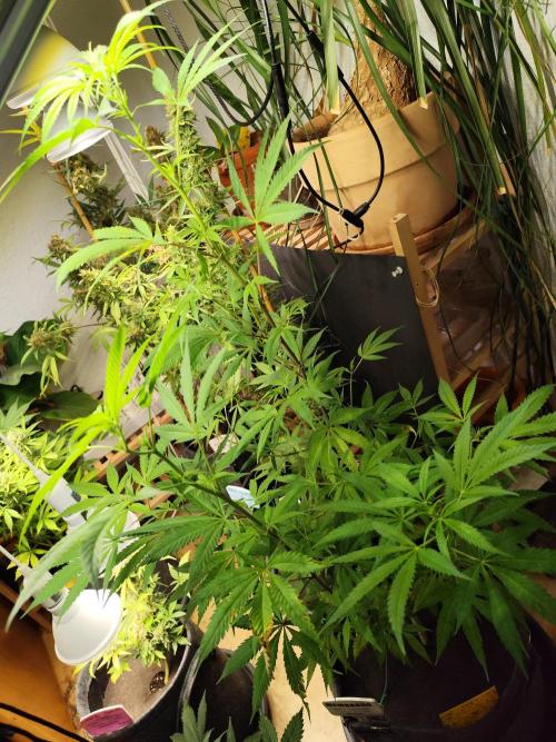 Membrana Hyper Autofem von VIP Seeds. Week 11