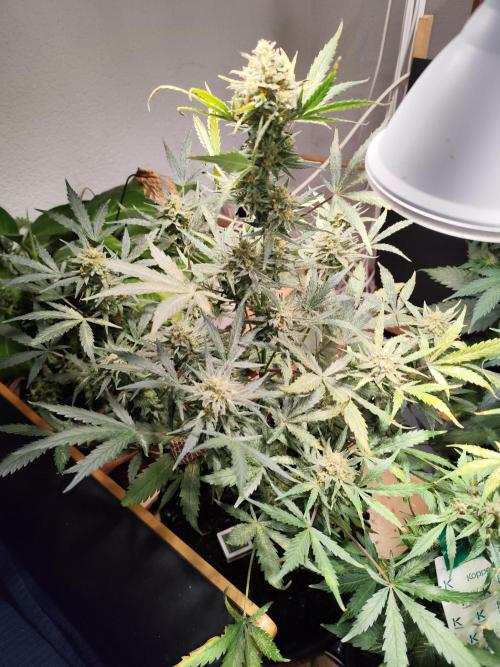Z-Up Automatic von FastBuds. Week 11 - Tag 79