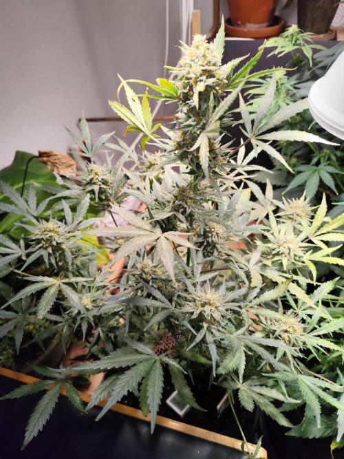 Z-Up Automatic von FastBuds. Week 11