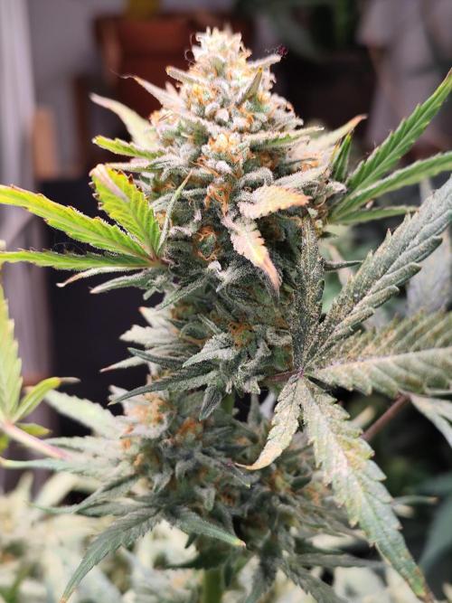 Z-Up Automatic von FastBuds. Week 11