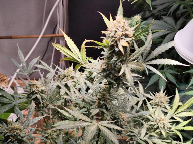 Z-Up Automatic von FastBuds. Week 11