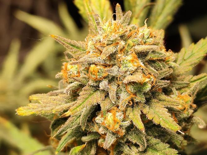 Z-Up Automatic von FastBuds. Week 11