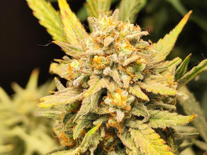 Z-Up Automatic von FastBuds. Week 11