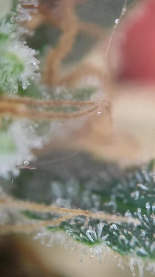 Z-Up Automatic von FastBuds