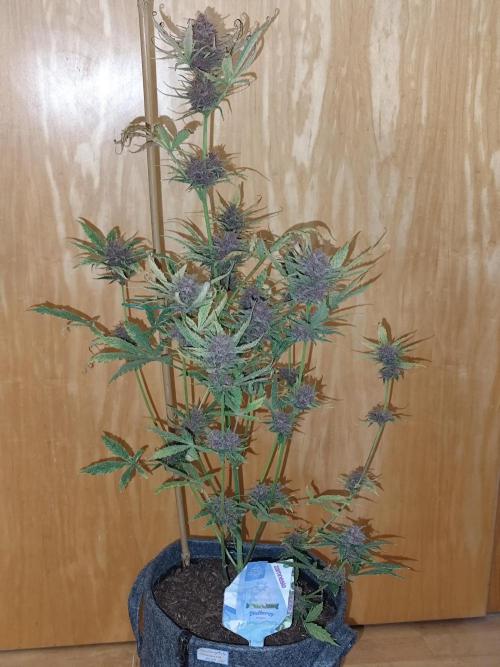 Blueberry Challenge Zammi / Sensi Seeds. Week 11 - Tag 79 Blueberry Auto