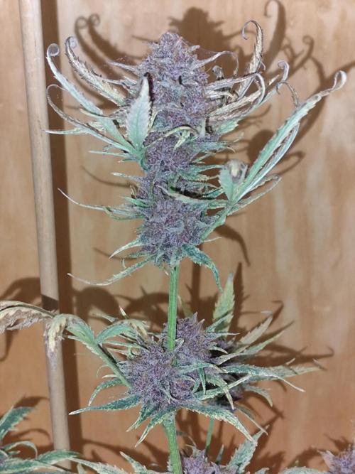 Blueberry Challenge Zammi / Sensi Seeds. Week 11