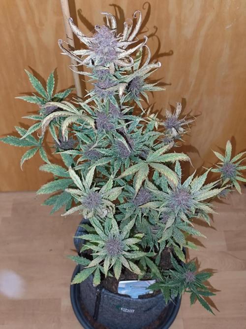 Blueberry Challenge Zammi / Sensi Seeds. Week 11