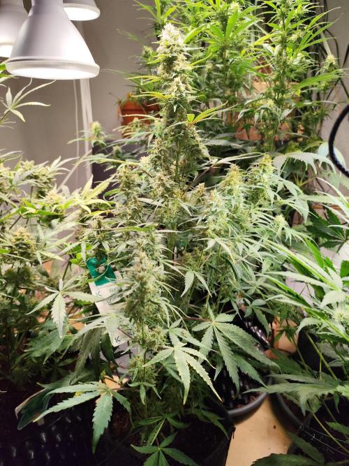 Blueberry Challenge Zammi / Sensi Seeds. Week 11 - Tag 79 Blueberry Zkittlez Auto