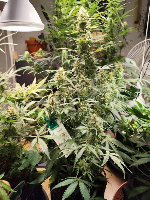 Blueberry Challenge Zammi / Sensi Seeds. Week 11