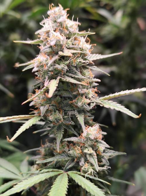 Blueberry Challenge Zammi / Sensi Seeds. Week 11