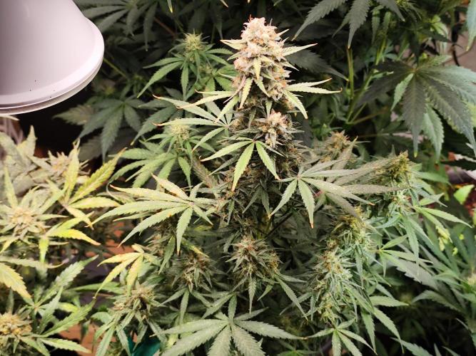 Blueberry Challenge Zammi / Sensi Seeds. Week 11