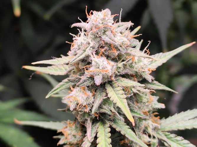 Blueberry Challenge Zammi / Sensi Seeds. Week 11