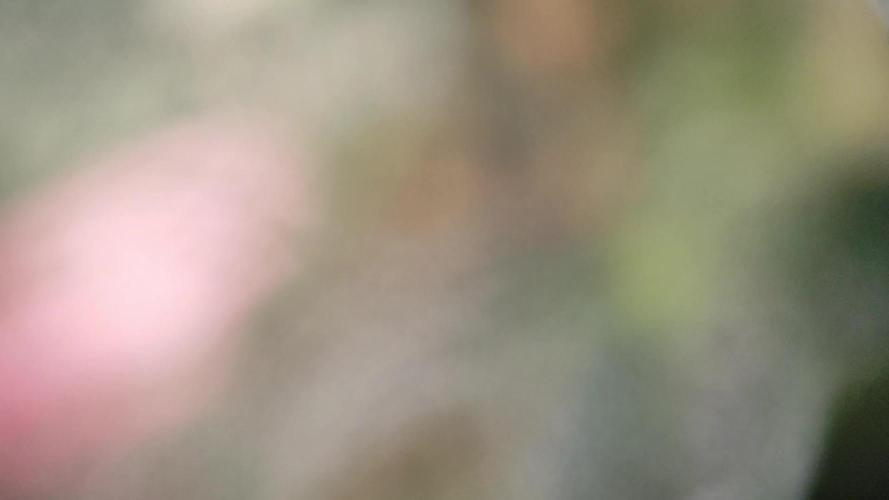 Blueberry Challenge Zammi / Sensi Seeds