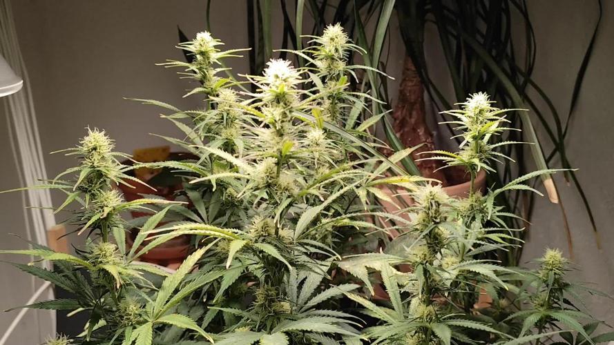 Tangerine Dream Automatic von Zamnesia