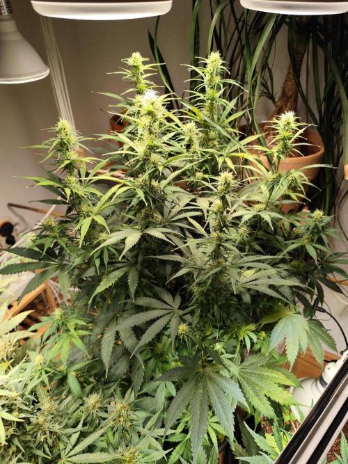 Tangerine Dream Automatic von Zamnesia. Week 11