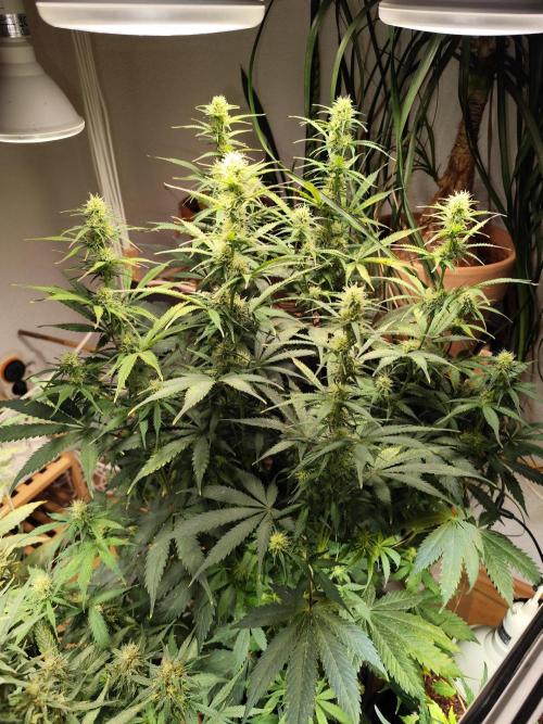 Tangerine Dream Automatic von Zamnesia. Week 11