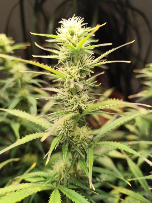 Tangerine Dream Automatic von Zamnesia. Week 11