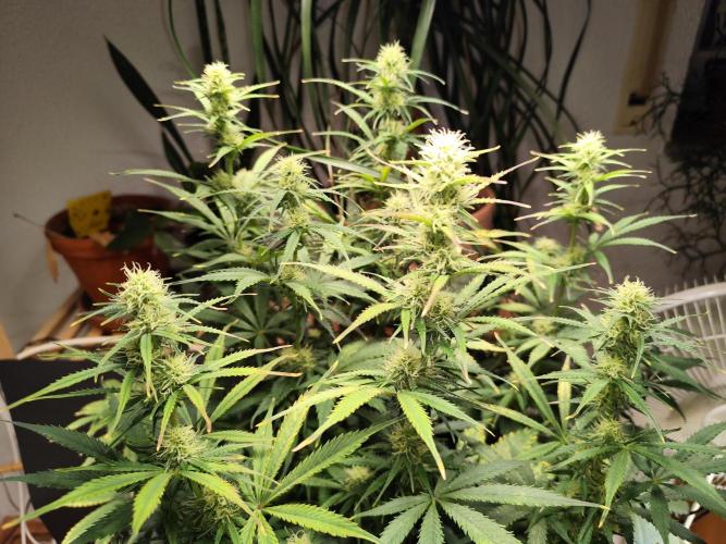 Tangerine Dream Automatic von Zamnesia. Week 11