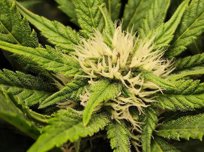 Tangerine Dream Automatic von Zamnesia. Week 11