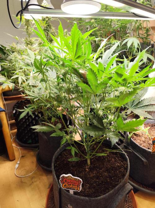 Lemon Cherry Cookies Auto von FastBuds. Week 7 - Tag 52