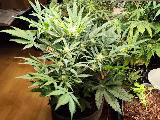 Lemon Cherry Cookies Auto von FastBuds. Week 7