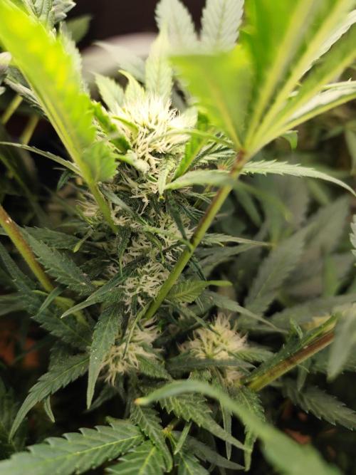 Lemon Cherry Cookies Auto von FastBuds. Week 7