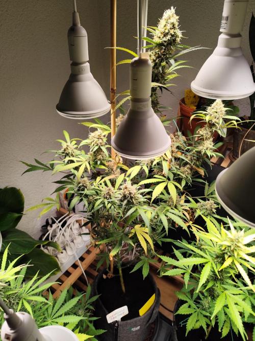 Rainbow Sherbet Automatic von Zamnesia. Week 12 - Tag 89