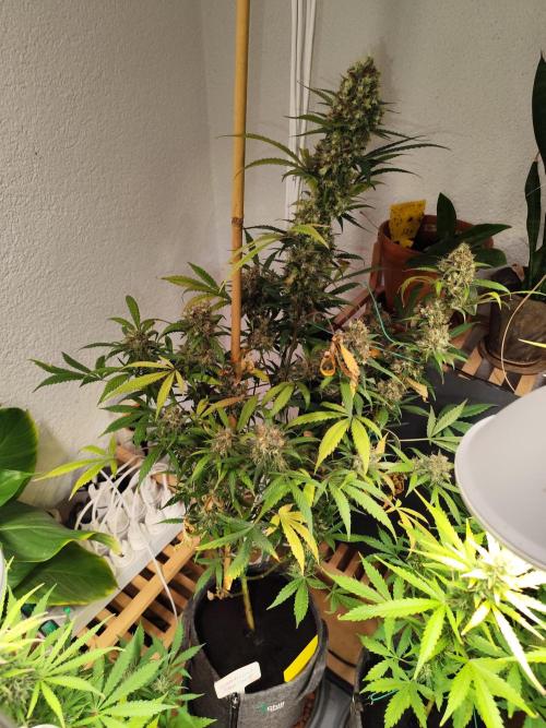 Rainbow Sherbet Automatic von Zamnesia. Week 12