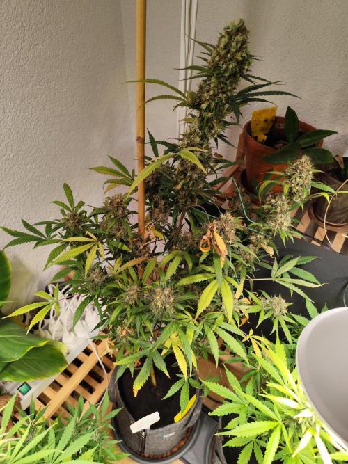 Rainbow Sherbet Automatic von Zamnesia. Week 12