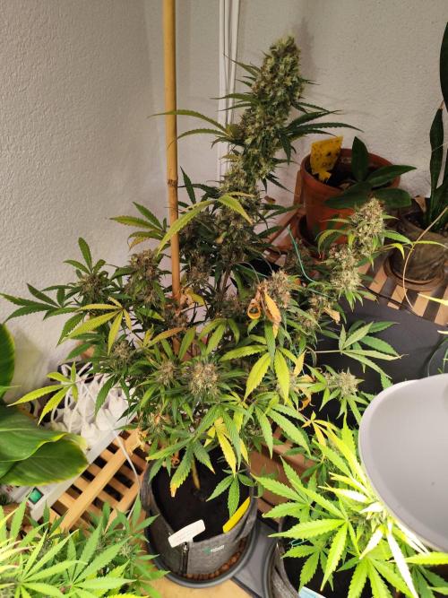 Rainbow Sherbet Automatic von Zamnesia. Week 12