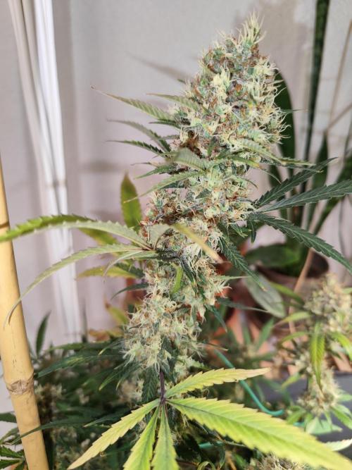 Rainbow Sherbet Automatic von Zamnesia. Week 12