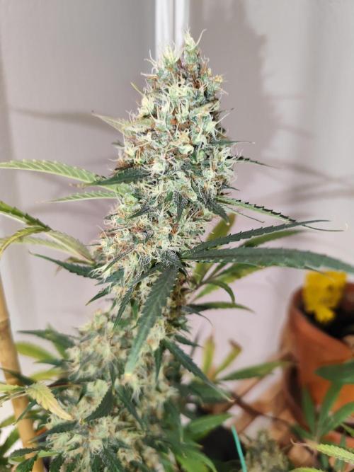 Rainbow Sherbet Automatic von Zamnesia. Week 12