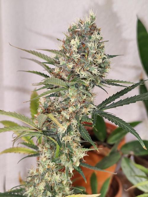 Rainbow Sherbet Automatic von Zamnesia. Week 12