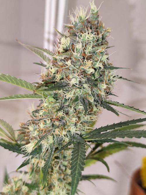 Rainbow Sherbet Automatic von Zamnesia. Week 12