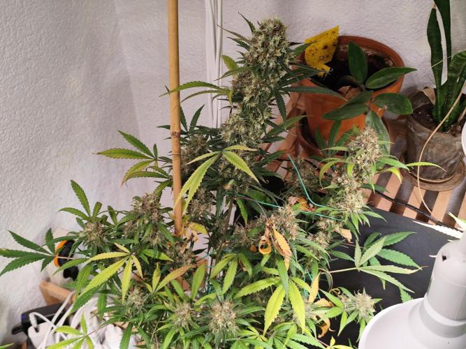 Rainbow Sherbet Automatic von Zamnesia. Week 12