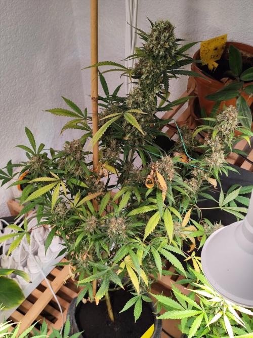 Rainbow Sherbet Automatic von Zamnesia. Week 12