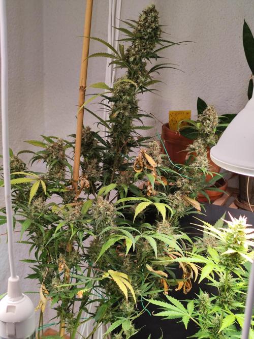 Rainbow Sherbet Automatic von Zamnesia. Week 12