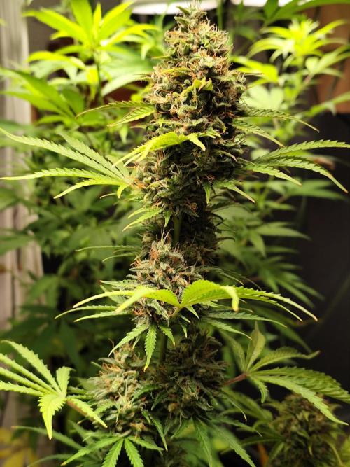 Black Runtz Automatic von Zamnesia seeds. Week 12 - Tag 88