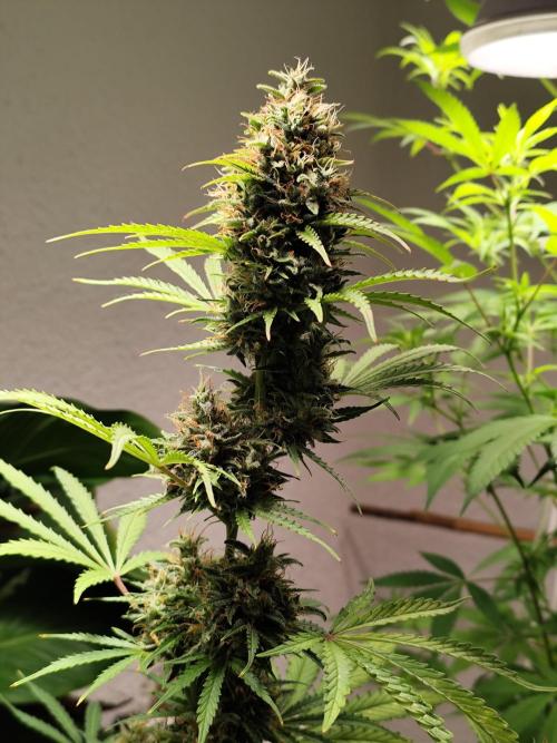 Black Runtz Automatic von Zamnesia seeds. Week 12